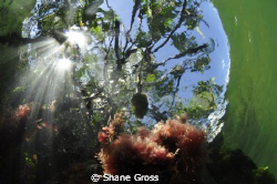 Cancun Mangroves by Shane Gross 